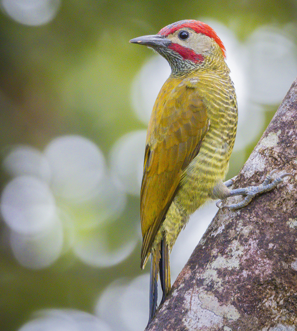 image Golden-olive Woodpecker
